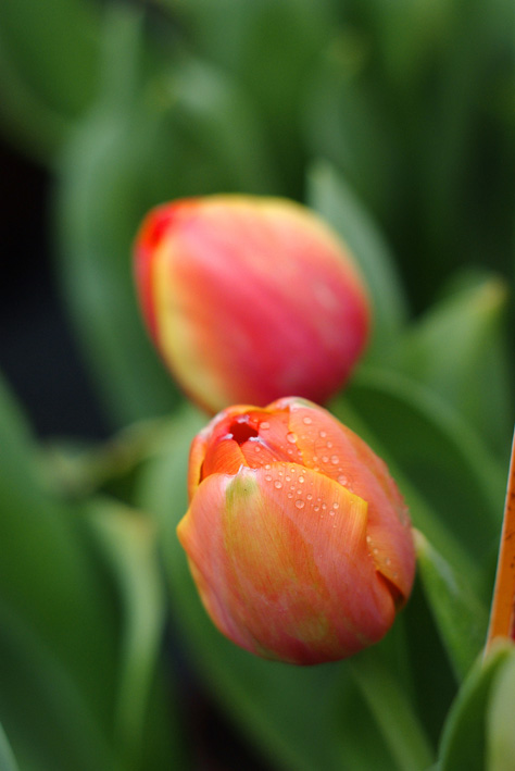 高二同学都组团割双眼皮了,那整形的年龄到底是多少_BJL平台集团(图1) BJL平台