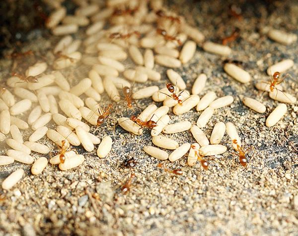 ‘BJL平台集团’六大原因致苹果逐步走下神坛 提前迎来寒冬(图1) BJL平台